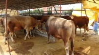 KURBANLIK SATIŞI - (Özel)  Kurbanlıklar Gelmeye Başladı