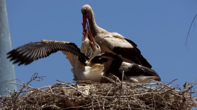 (Özel) Sevimli Komşularının 'Laklak'ından Balkona Çıkamıyorlar