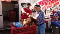 YUMURTA - (Özel) Uşak'ta Canlı Tavuk Ve Kanatlı Hayvan Pazarı Yoğun İlgi Görüyor