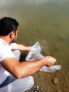 Samsun'da Göl Ve Göletlere 120 Bin Adet Yavru Balık Bırakıldı
