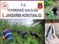 UYUŞTURUCU KAÇAKÇILIĞI - Tekirdağ'da Bin 700 Kök Kenevir Ve 50 Gram Esrar Ele Geçirildi