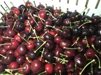 RUSYA FEDERASYONU - Türk Kirazı Çin Seddini Aştı