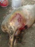 MUSTAFA YAŞAR - Pamukkale'de Koyun Sürülerine Kurt Saldırdı