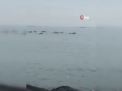 Yunusların Denizdeki Gösterisi Kamerada