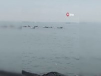 YUNUS BALIKLARI - Yunusların Denizdeki Gösterisi Kamerada