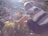 Akdağ'da Doğal Ortamda Yetişen Kekikler Geçim Kaynağı Oluyor Haberi
