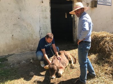 Büyükbaş Hayvanlarda Hastalık Taraması