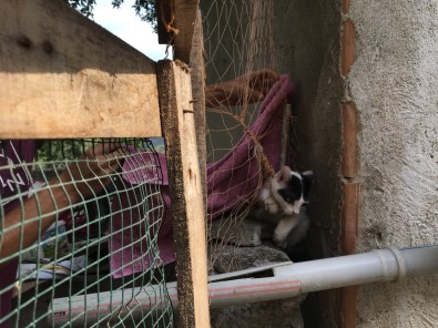 Kafası Bahçedeki Balık Ağına Dolanan Kediyi Zabıta Ekipleri Kurtardı