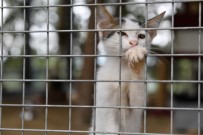 Sevimli Dostlar Sıcak Yuvalara Kavuşuyor