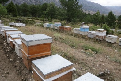 Kahramanmaraş'a 11. Bal Ormanı