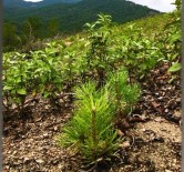ORMAN YANGıNLARı - Kütahya Orman Bölge Müdürlüğü'nden Ağaçlandırma Çalışmaları