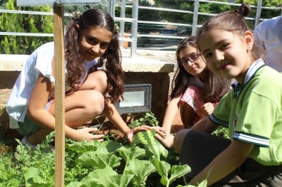 Okul Bahçesinde Organik Sebze Ve Meyve Üretiyorlar