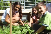 ORGANİK SEBZE - Okul Bahçesinde Organik Sebze Ve Meyve Üretiyorlar