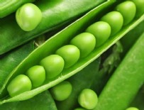 'Yem Bezelyesi' üreticisinin yüzünü güldürdü