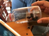 Büyükşehir Belediyesi, Vatandaşları Kırmızı Palmiye Böceğine Karşı Uyardı