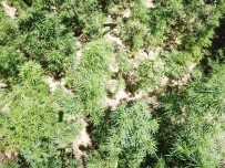 HINT KENEVIRI - Drone Tespit Etti, Jandarma Operasyon Yaptı