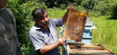 Düzce'de Kestane Balı Hasadı Başladı