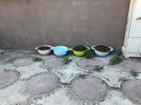 TÜRKLER - Ülkü Ocakları'ndan 'Sokak Hayvanlarına Sahip Çıkalım' Çağrısı