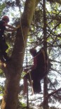 Yamaç Paraşütü Yaparken Ağaca Takılıp Mahsur Kaldı Haberi