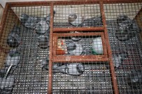750 Bin Lira Değerinde Güvercinler Bin Kilometre Mesafeden Yarışacak