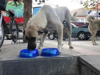 ÜLKÜ OCAKLARı - Erzincan Ülkü Ocakları Sokak Hayvanlarını Unutmadı