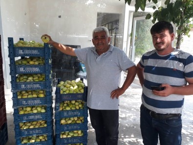 İncirde 5 Bin Ton Rekolte Bekleniyor