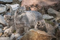 MOĞOLISTAN - Polonya'da Nesli Tükenme Tehlikesi Bulunan 5 Pallas Kedisi Doğdu