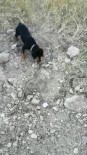 Sevimli Köpek Ölü Yılandan Hem Korktu Hem Oynadı
