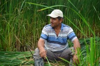 KUŞ CENNETİ - Sultan Sazlığı'nda Kındıra Kesimi Başladı