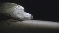 KAZANLı - Deniz Kaplumbağasının Duygulandıran Gayreti Kamerada