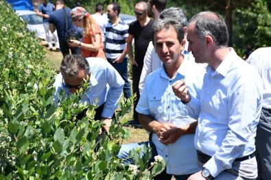 Türkiye'nin En Büyük Yaban Mersini Bahçesinde Hasat Başladı