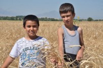 GÜNEYDOĞU ANADOLU - Buğdayın Atası Olarak Bilinen Siyez Buğdayında Hasat Sevinci
