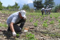 Çandır Fasulyesinde Çapa Zamanı
