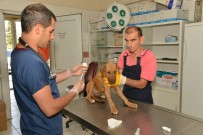 DİYARBAKIR BAROSU - Diyarbakır'da 979 Sokak Hayvanın Bakım Ve Tedavileri Yapıldı