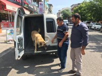 ARDAHAN BELEDIYESI - Rehabilite Edilen Köpekler Küpeleri Takılarak Alındıkları Yerlere Bırakıldı