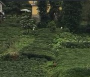 Rize'de Ayı Çay Bahçesine Girdi Haberi