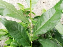 DOĞU KARADENIZ - Vampir Kelebekler Artık Yüksek Rakımlı Yerlerde De Görülmeye Başladı