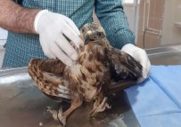 FATİH ÇİFTÇİ - Yaralı Kaya Kartalı Tedavi Altına Alındı