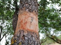 YAĞCıLAR - Yunusemre'de Yabani Zeytin Ve Menengiç Ağaçları Aşılandı