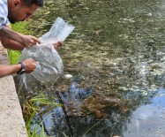ÇEŞTEPE - Ankara Büyükşehir Belediyesi, Göl Ve Göletlerde Balıklandırma Çalışmalarını Tamamladı
