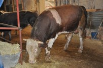 Bu Da Traktör Takaslı Kurbanlık