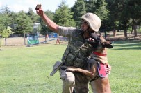 KALP KRİZİ - Bu Köpekler Selfie Çekiniyor, Kalp Masajı Yapıyor
