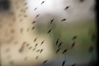 OXFORD - Genetik Yapı Değişikliğine Uğrayan Sıtma Yayılıyor