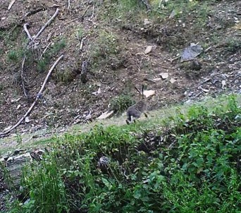 Nazilli DKMP'den Yaban Tavşanı Avı Uyarısı