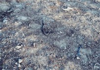 ADNAN MENDERES - Otomobilin Bagajından Yılan Çıktı