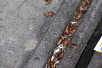 ORTAHISAR - Trabzon'un En İşlek Caddesini 'Kakalaklar' Bastı