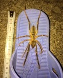 13 Santimetre Uzunluğundaki Zehirli Örümcek Tedirgin Etti Haberi