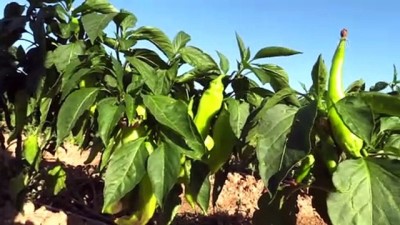 İÇDAŞ Tohum Bankası Açıldı