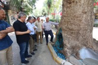 ASIRLIK ÇINAR - İzmit'teki  Tarihi Çınar Ağaçlarını Kurtarmak İçin Akademisyenler Harekete Geçti
