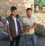 VAN YÜZÜNCÜ YıL ÜNIVERSITESI - Yaralı Kızıl Şahin Tedavi Altına Alındı